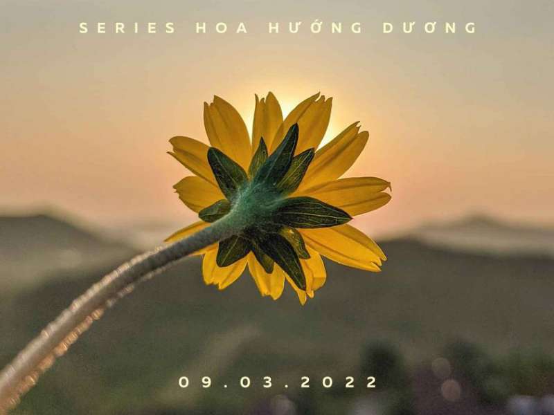 SERIES Podcast 向日葵 - HOA HƯỚNG DƯƠNG